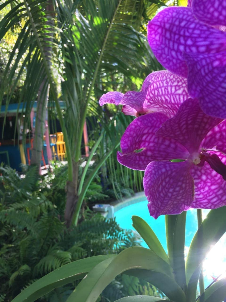 Day, Garden, Garden view