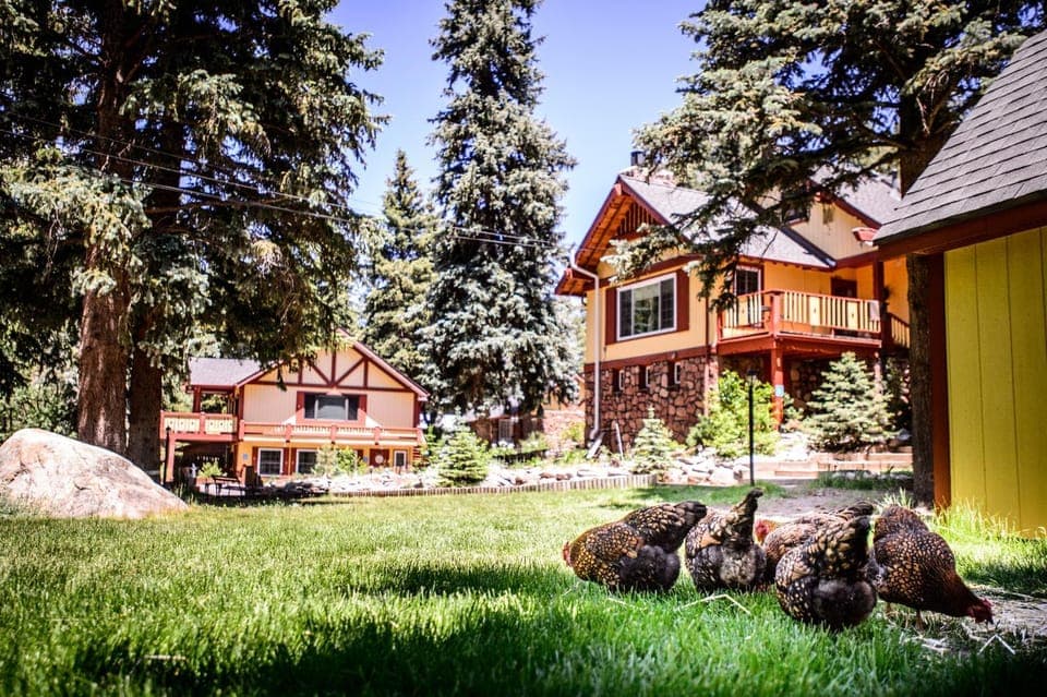 Summer, On site, Pets, Area and facilities