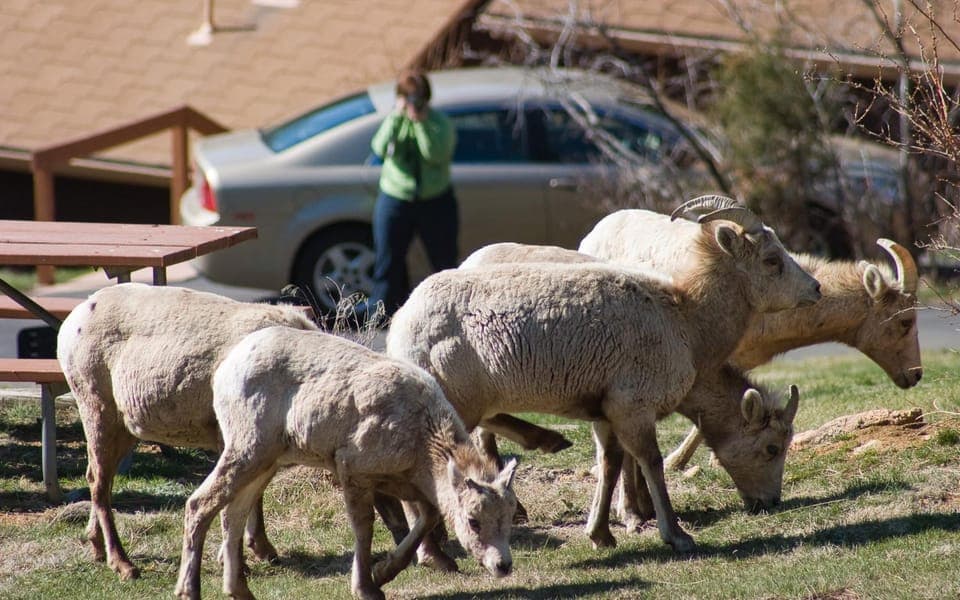 Animals
