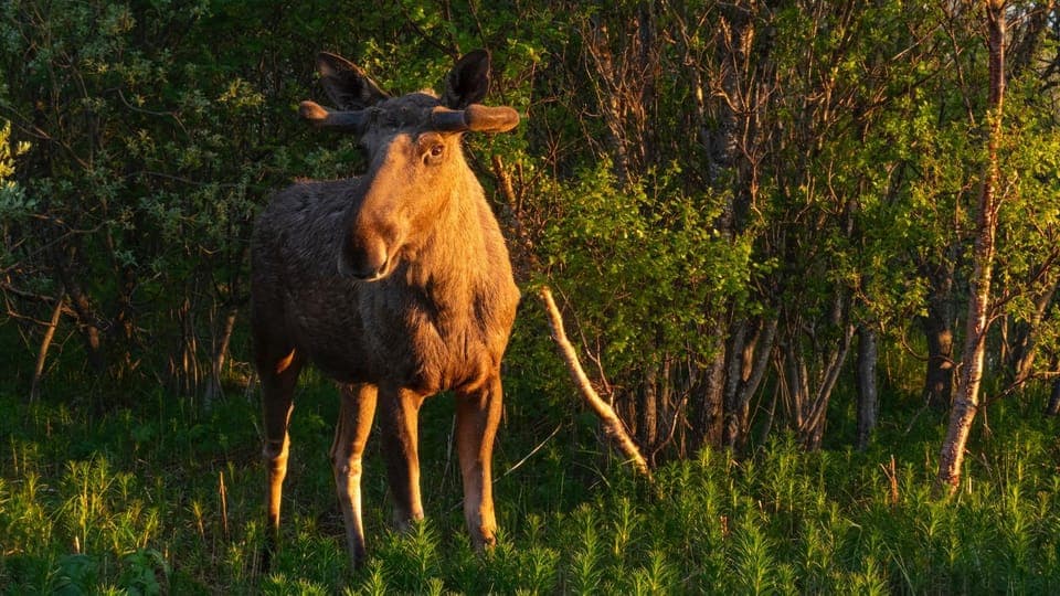Animals