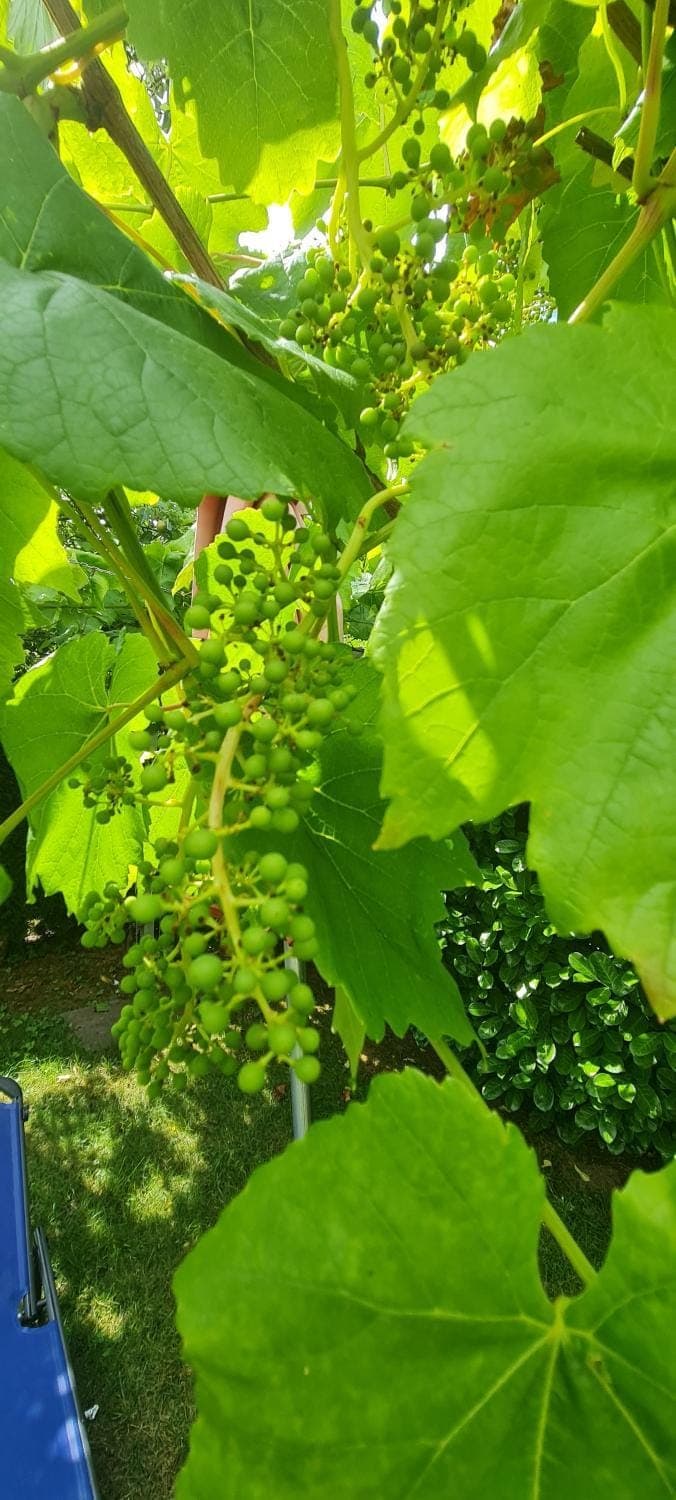 Spring, Day, Natural landscape, Garden, Garden view