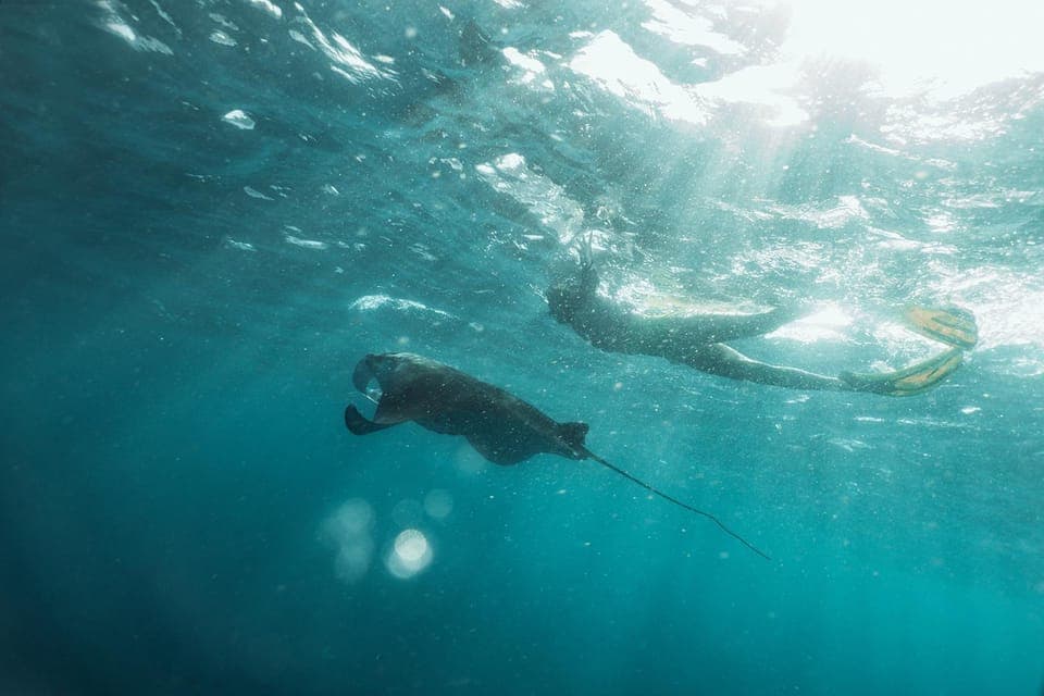 Natural landscape, Activities, Snorkeling, Animals