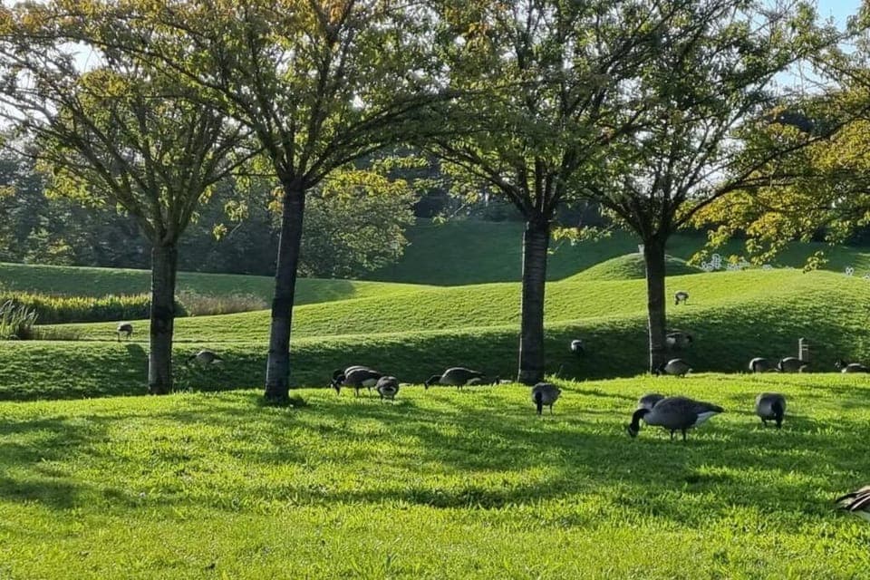 Animals, Garden view