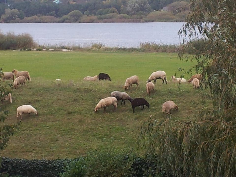 Beach, Hiking, Animals