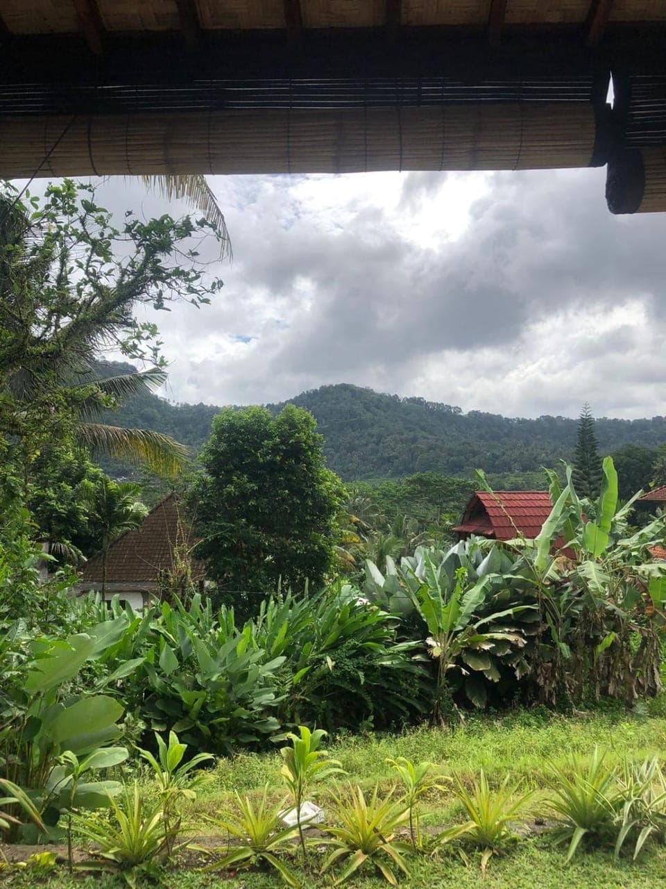 Garden view
