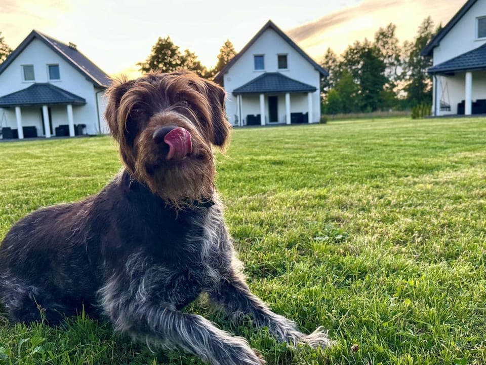 Garden, Animals, Animals, Pets, pet friendly, pet friendly