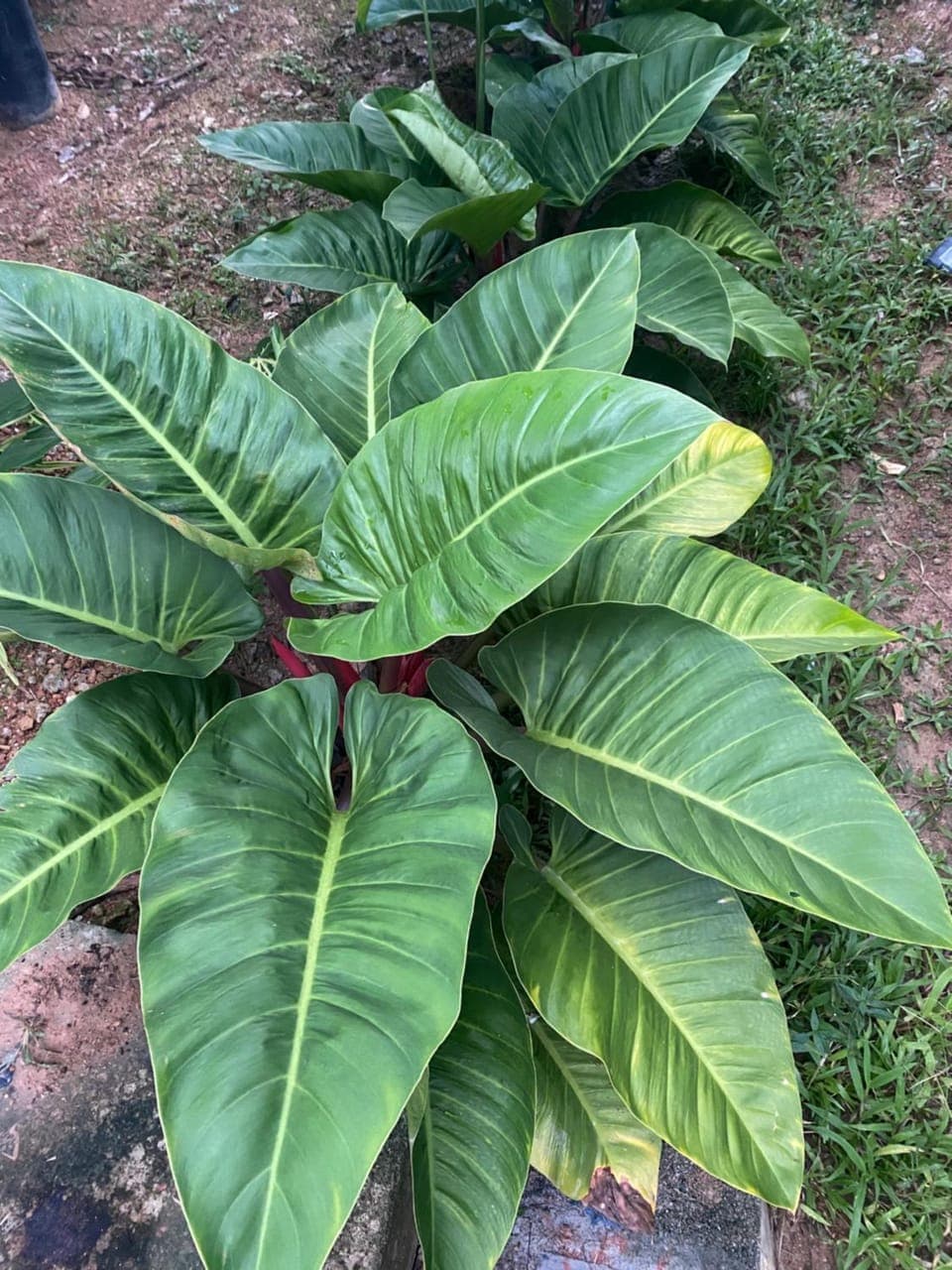 Day, Natural landscape, Garden, Garden view