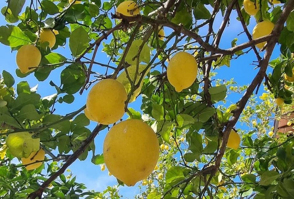 Spring, Garden, Garden view