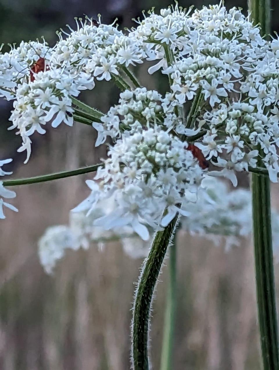 Spring, Day, Natural landscape, Garden, Garden view
