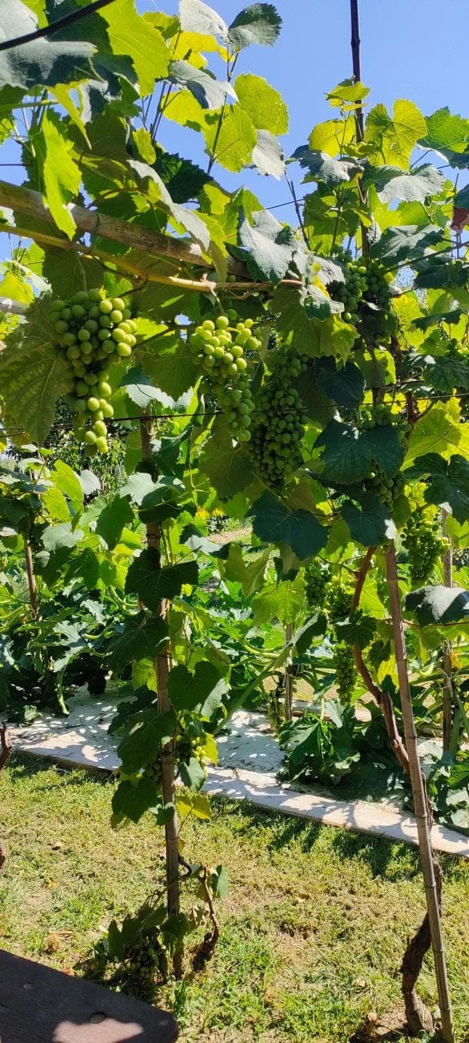 Spring, Garden, Garden view