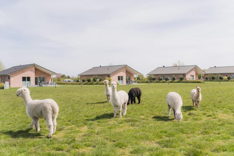 Property building, Day, Natural landscape, Animals