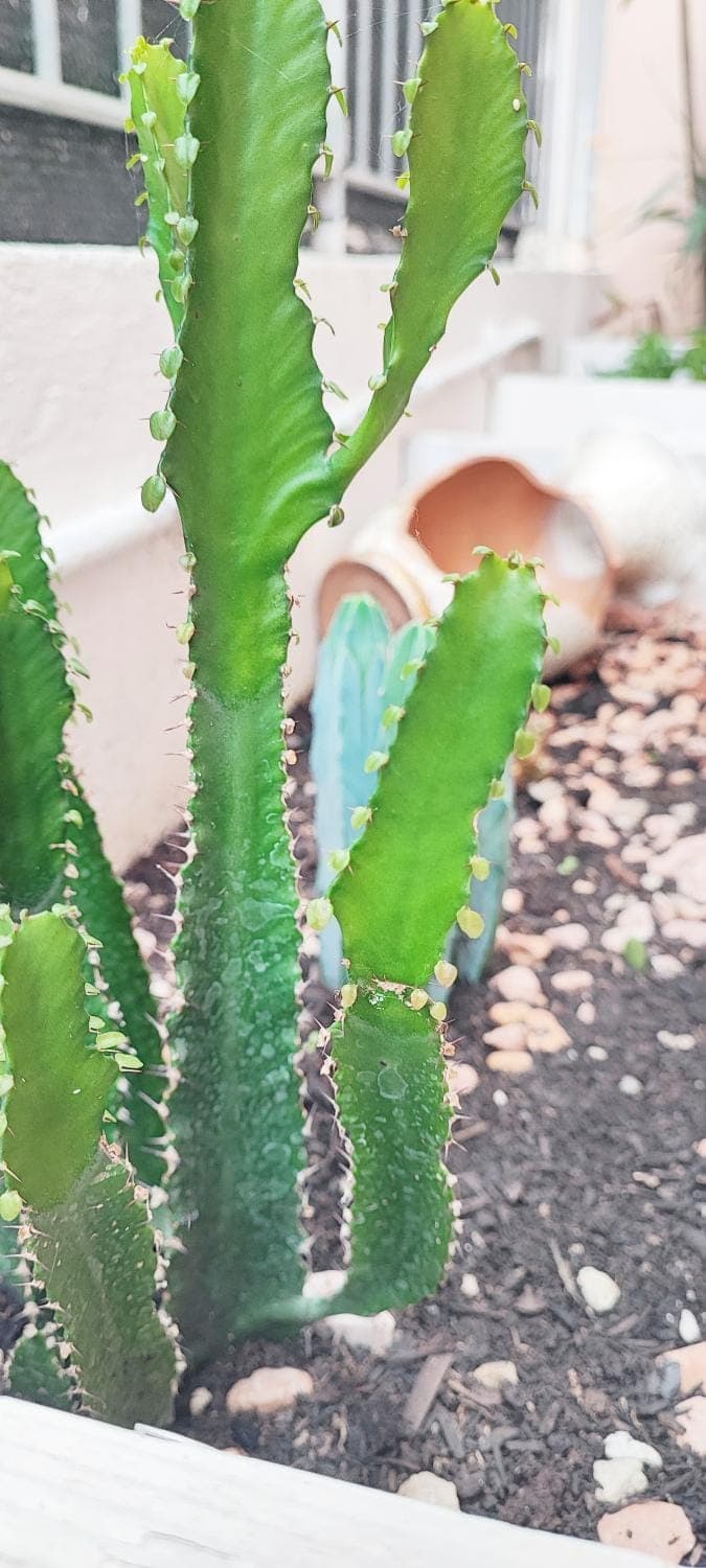 Day, Garden, Garden view