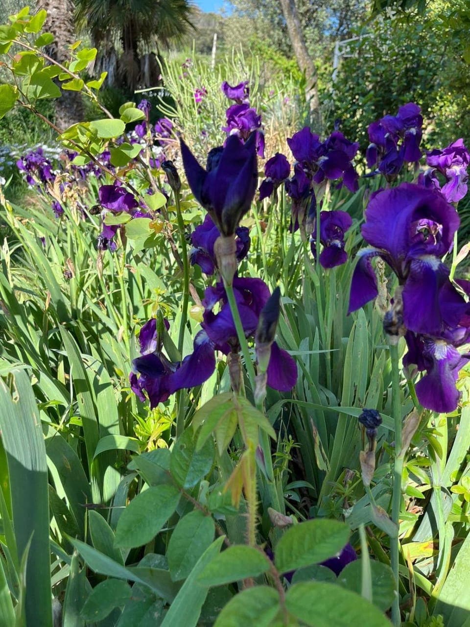 Spring, Day, Garden, Garden, Garden view