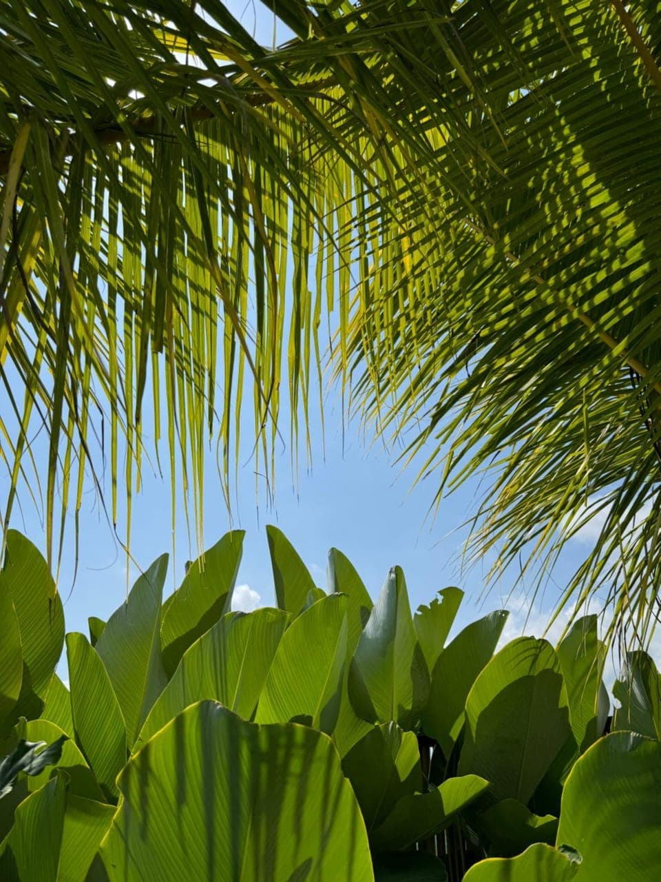 Day, Garden, Garden view