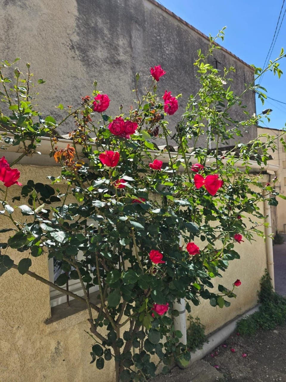 Spring, Day, Garden, Garden view