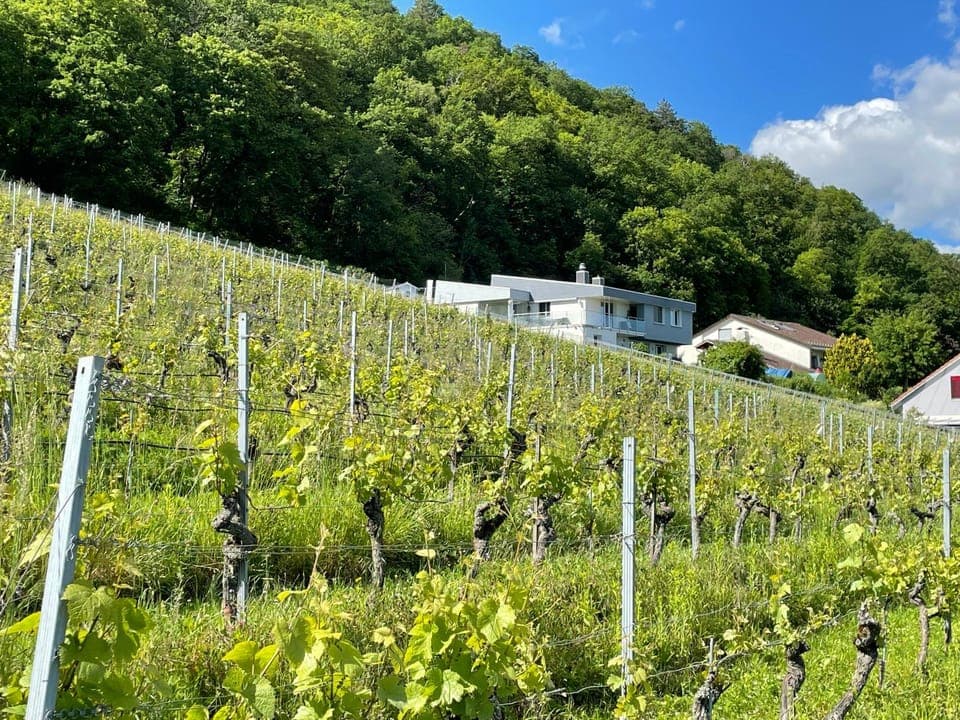 Day, Natural landscape, View (from property/room), Garden view