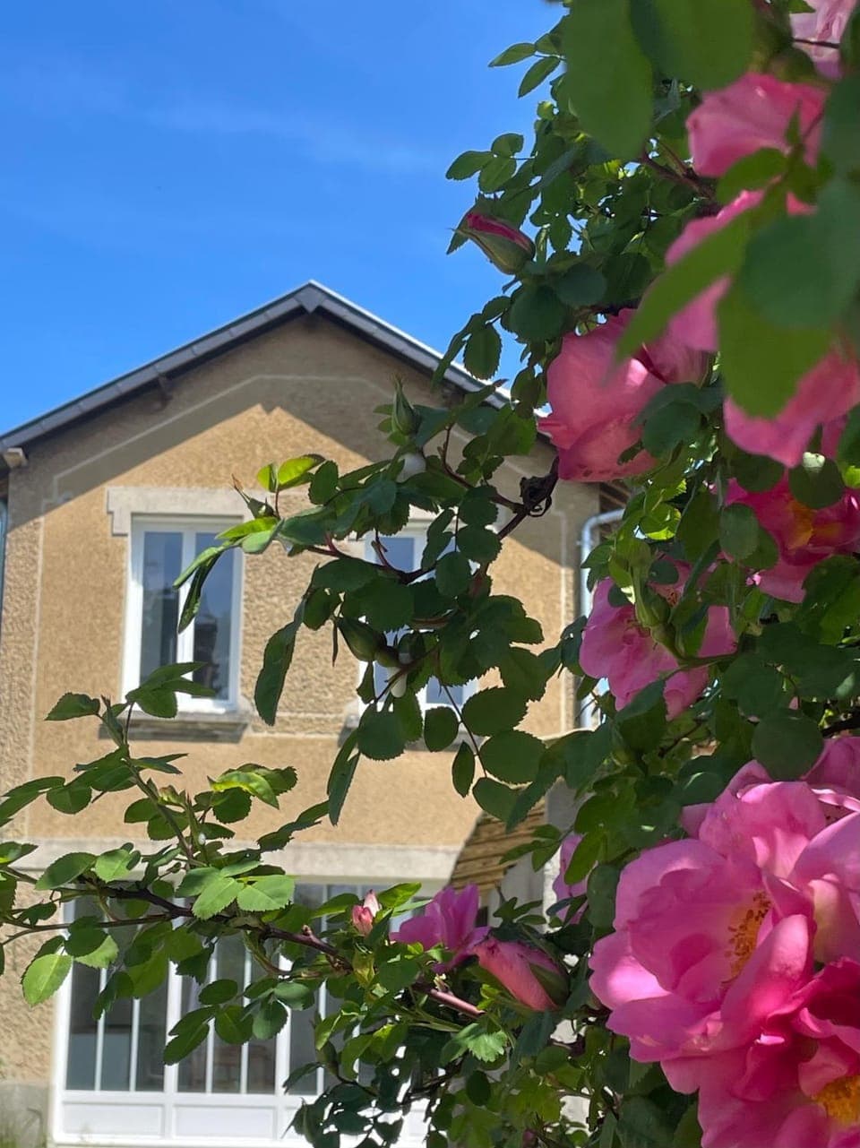 Property building, Garden view