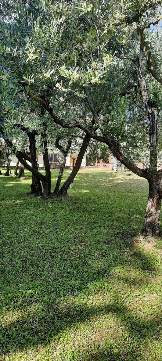 Natural landscape, Garden, Garden view