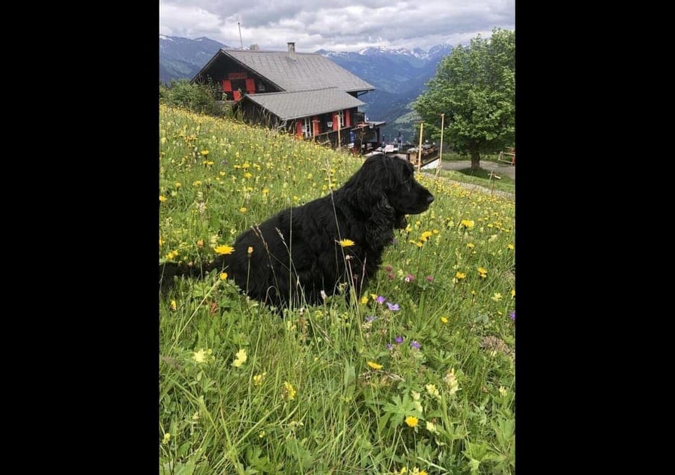 pet friendly