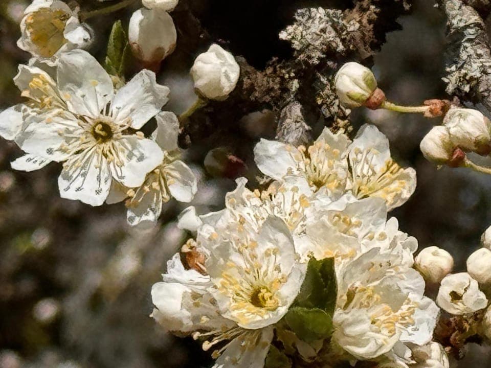 Spring