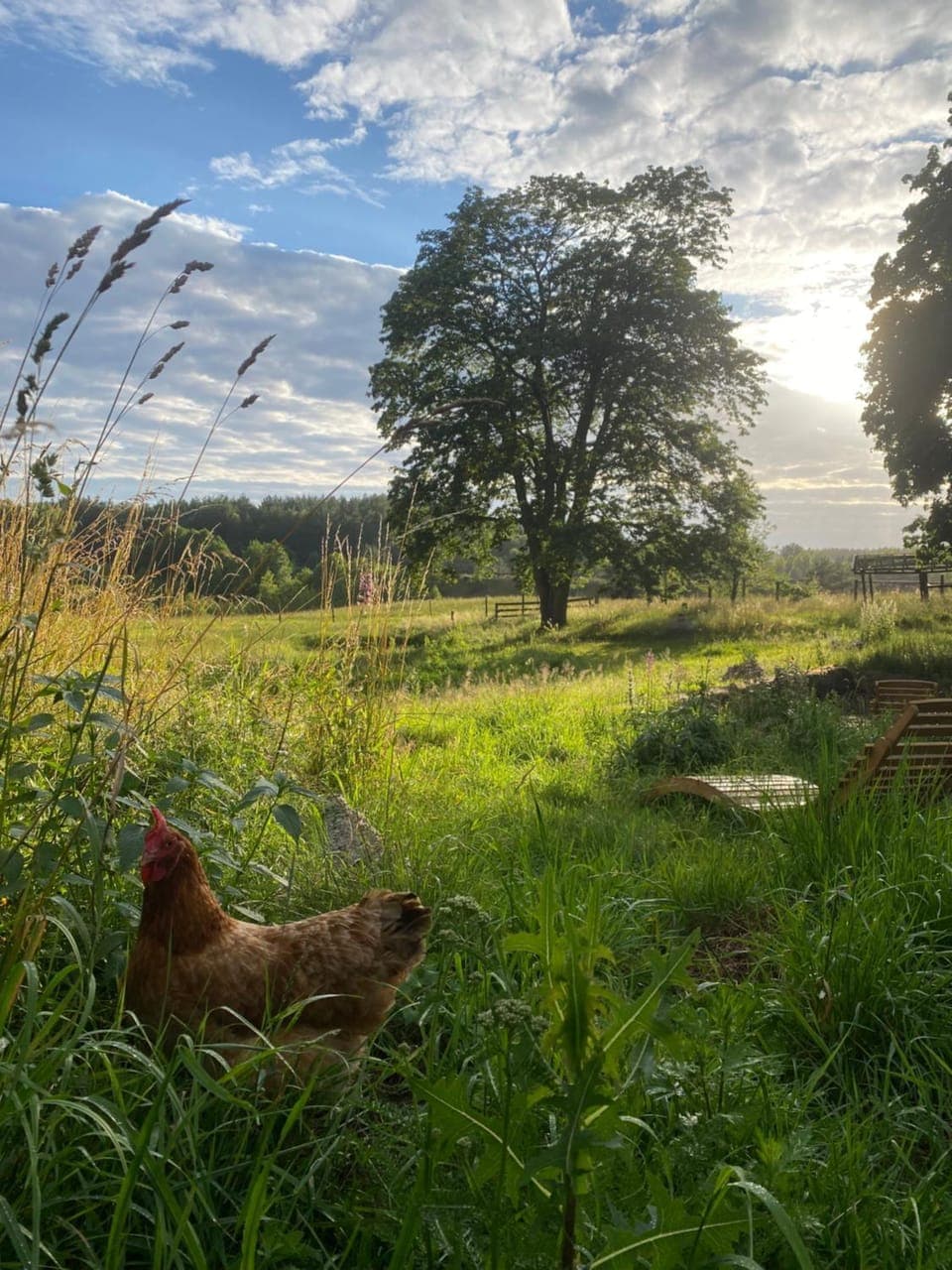 Natural landscape, Animals