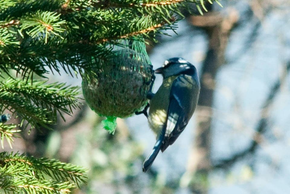 Property building, Animals