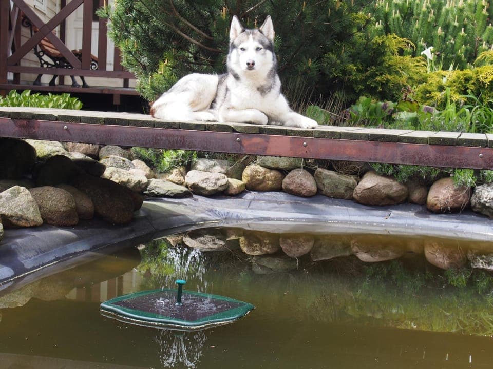 Animals, Animals, Pets, Pets