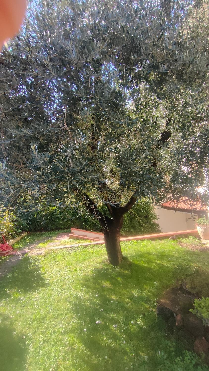 Spring, Garden, Garden view