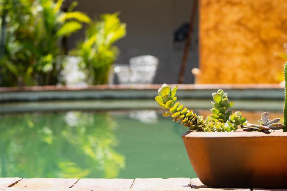 Garden, Pool view, Swimming pool