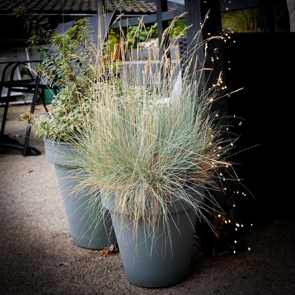 Day, Garden, Balcony/Terrace