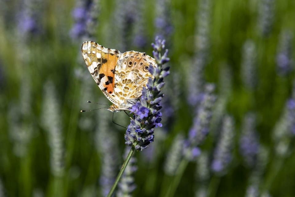 Spring, Garden, Animals, On site