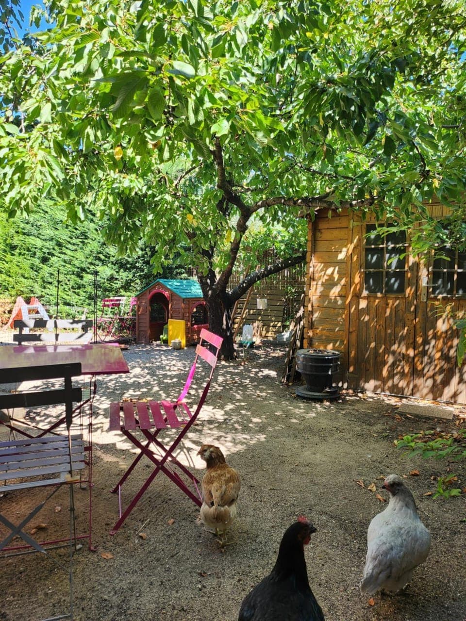 Spring, Day, Natural landscape, Garden, Dining area, Pets, Garden view