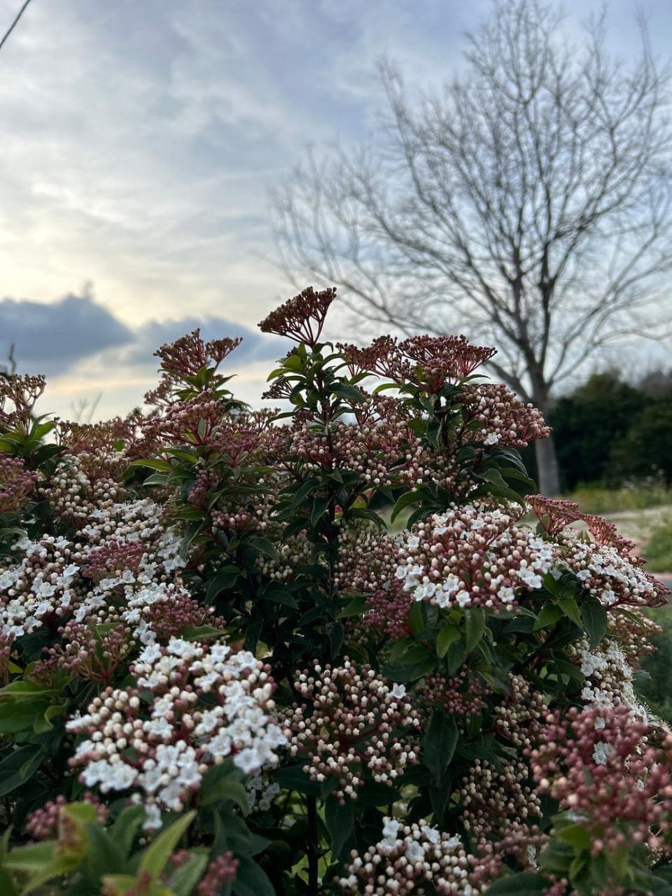 Spring, Garden