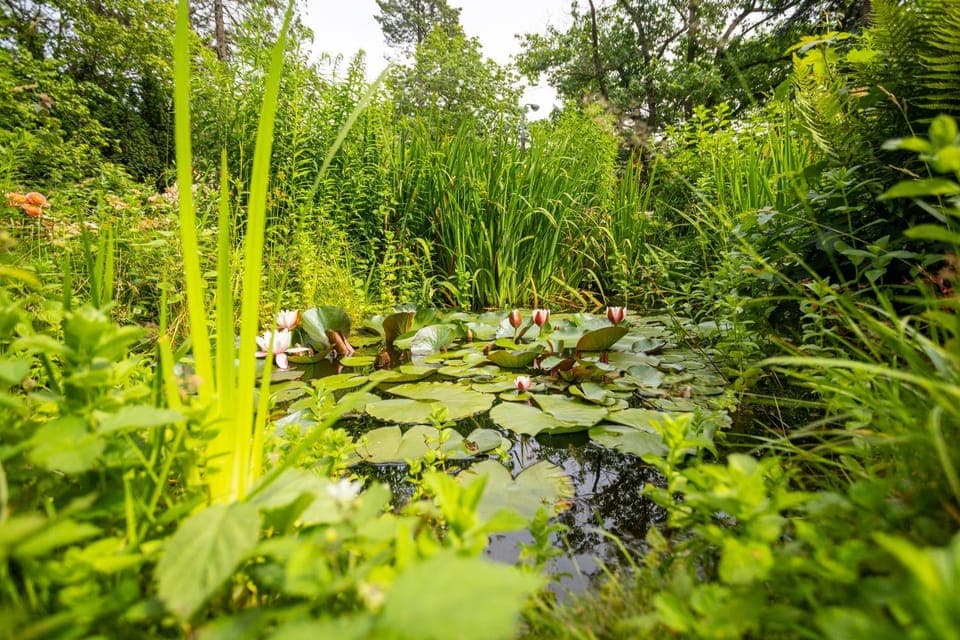 Day, Natural landscape, Garden