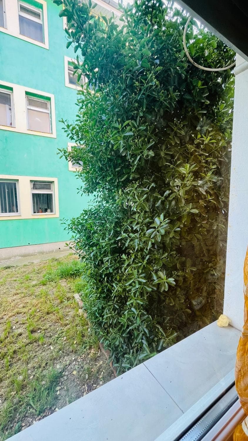 Property building, Garden view