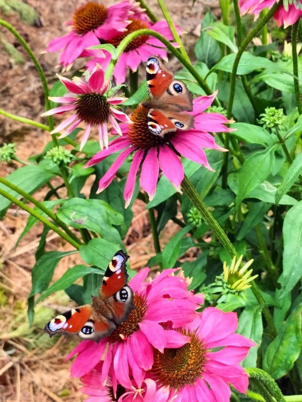Day, Garden, Animals, Garden view