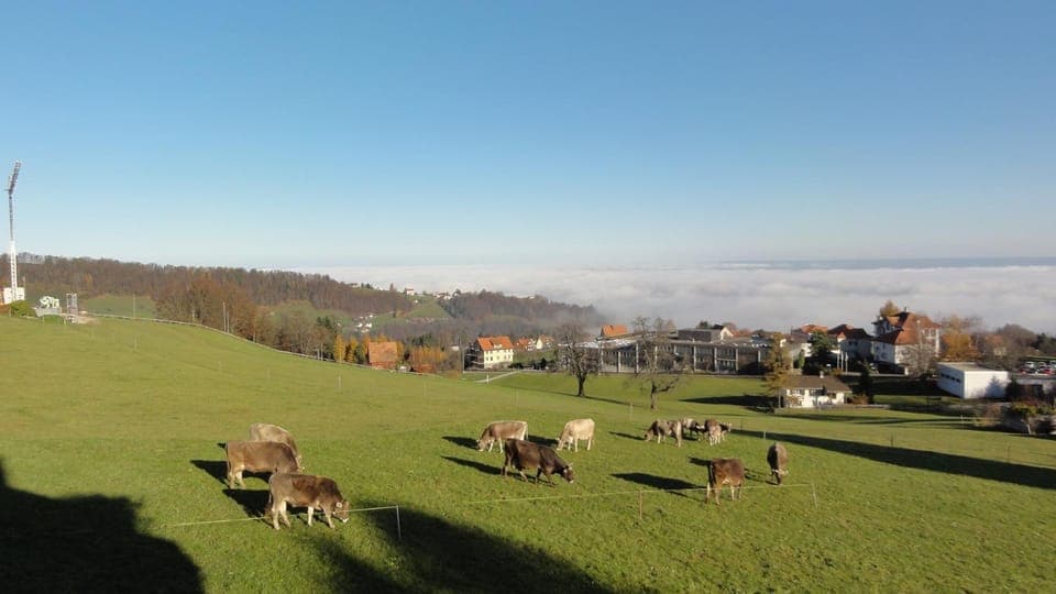 Neighbourhood, Autumn, On site