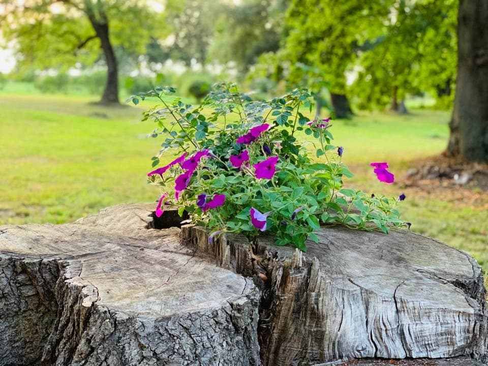 Garden, Entertainment