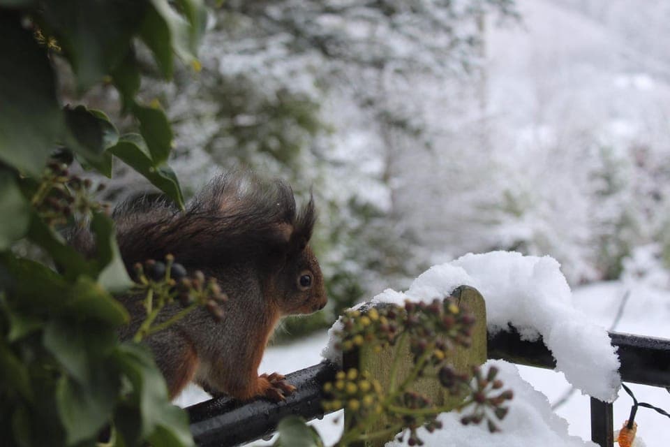 Natural landscape, Winter, Garden, Animals, On site, Garden view