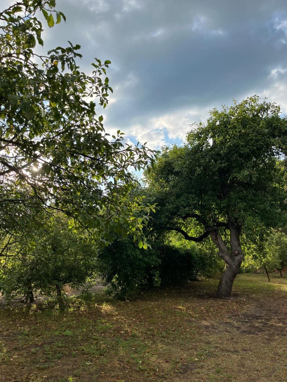 Garden, Inner courtyard view