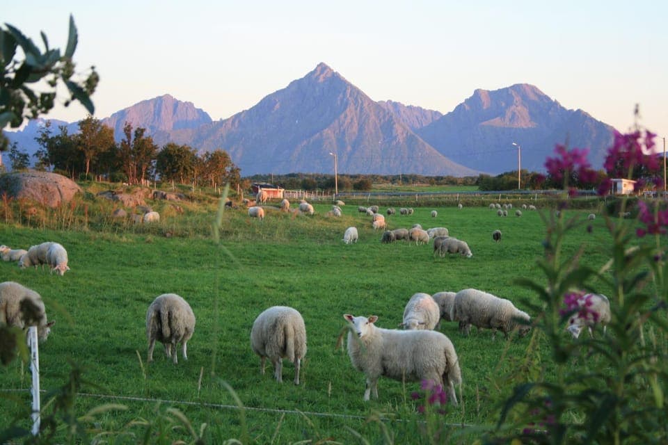 Animals, Autumn, On site, Mountain view