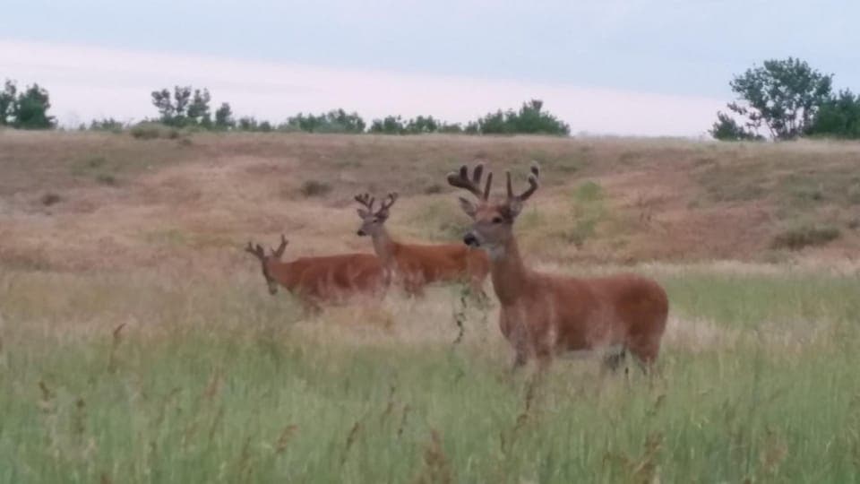 Animals
