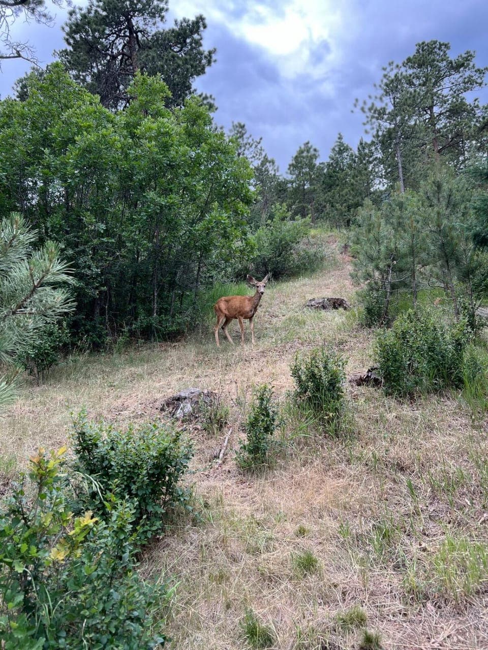 Day, Natural landscape, Animals