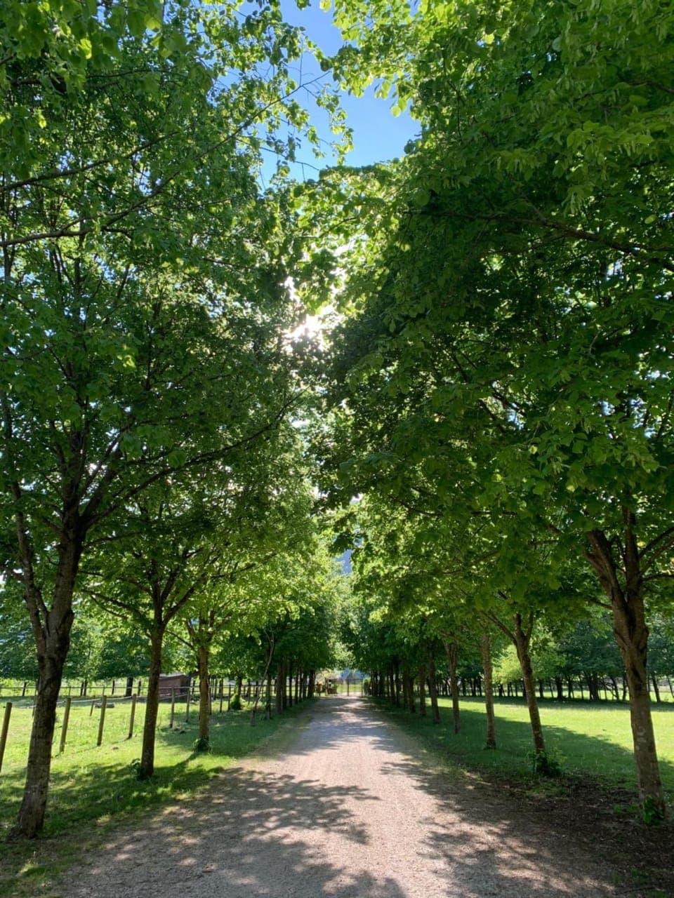 Natural landscape, Garden, Garden