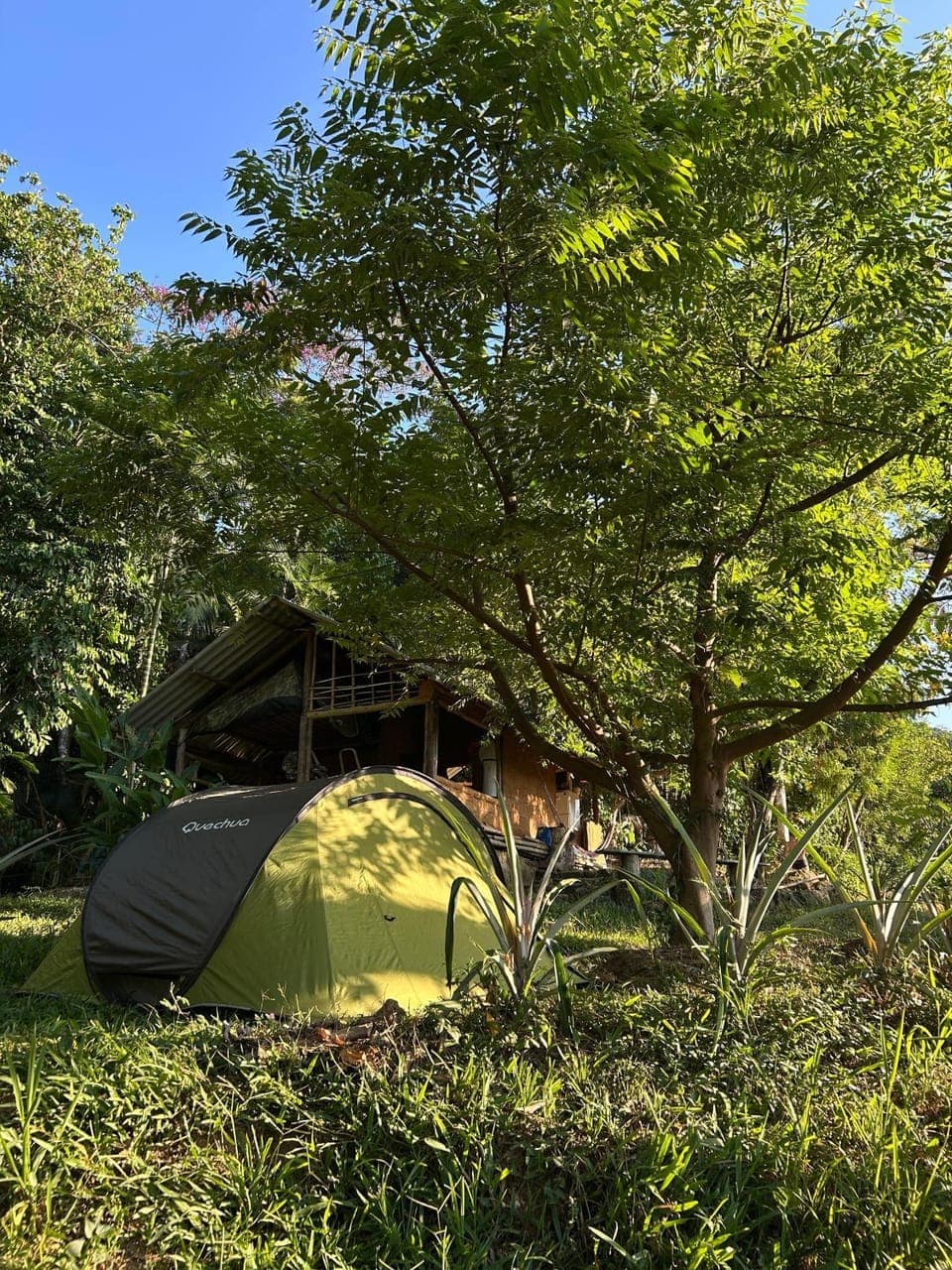 Natural landscape, Garden, Garden view