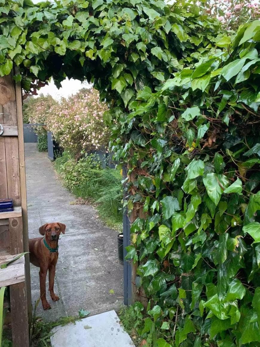 Garden, Garden, Pets, Garden view