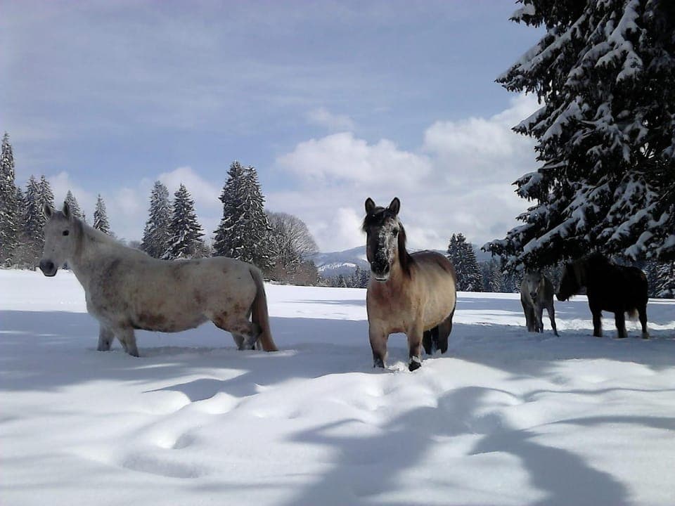 Animals, Garden view