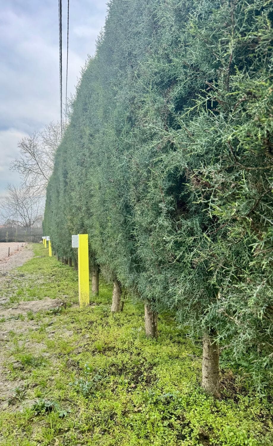 Day, Natural landscape, Garden view