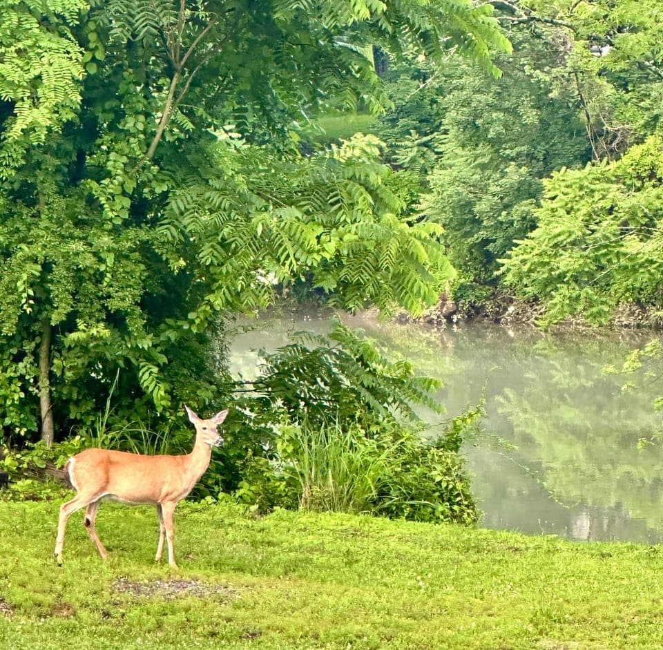 Spring, Natural landscape, Summer, Animals, River view