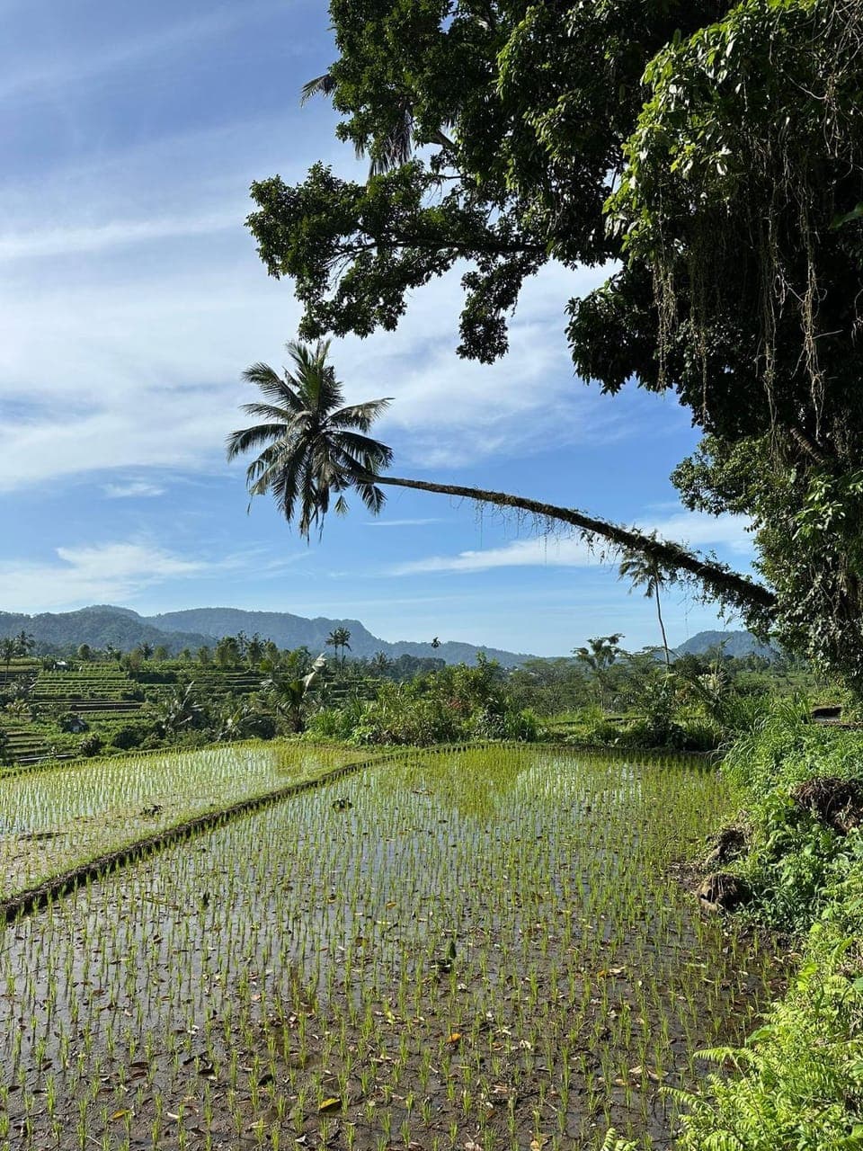 Natural landscape